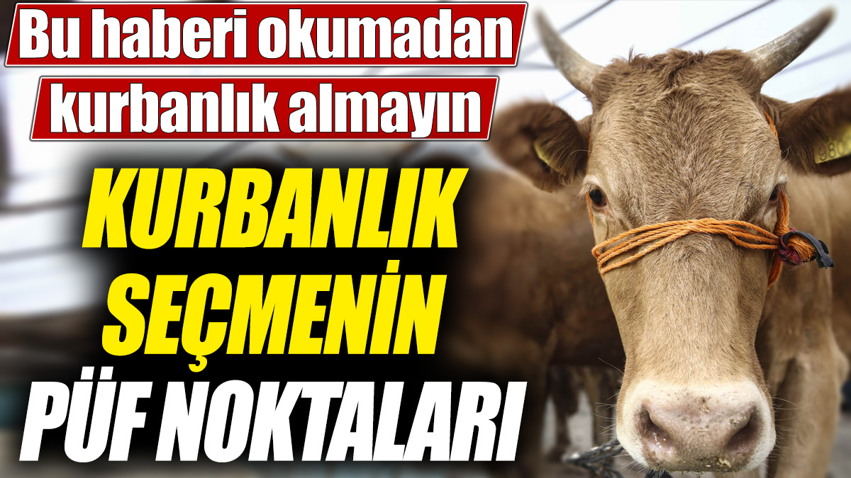 Kurbanlık seçmenin püf noktaları! Bu haberi okumadan kurbanlık almayın