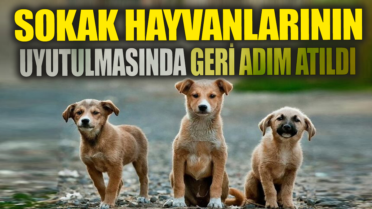 Sokak hayvanlarının uyutulmasında geri adım atıldı