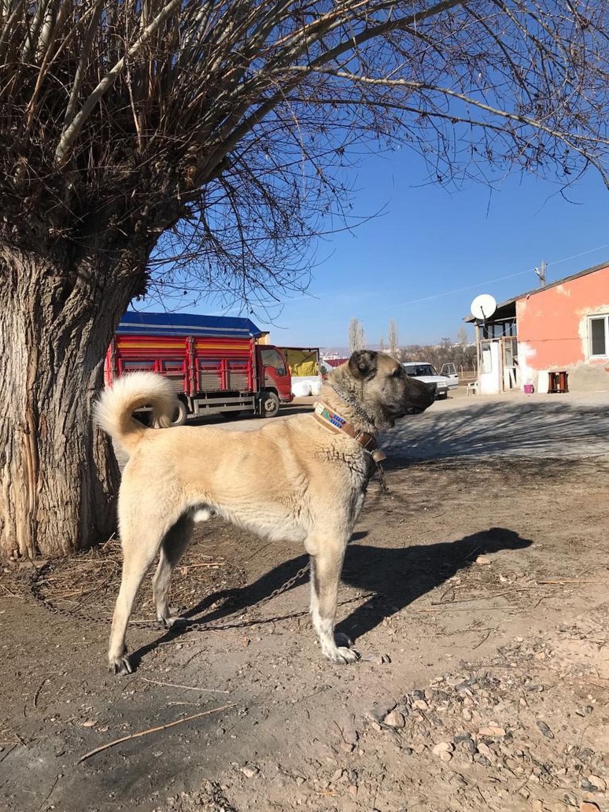 Sivas'ta kangal köpeğini çaldılar