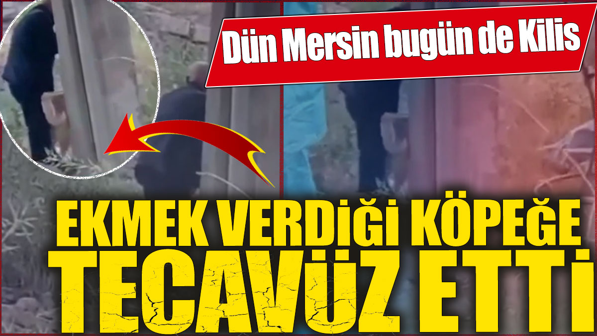 Ekmek verdiği köpeğe tecavüz etti! Dün Mersin bugün de Kilis