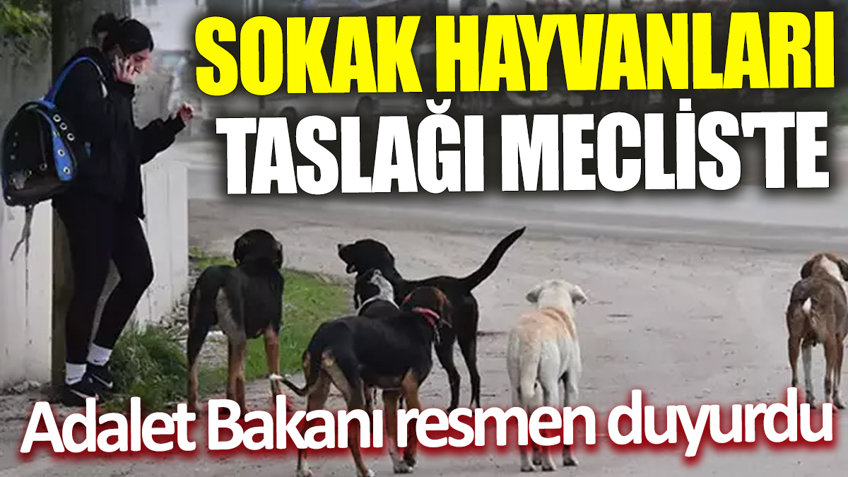 Son dakika... Sokak hayvanları taslağı Meclis'te