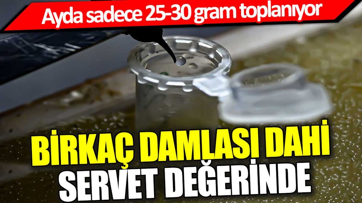 Birkaç damlası bile servet değerinde: Ayda sadece 25-30 gram toplanıyor