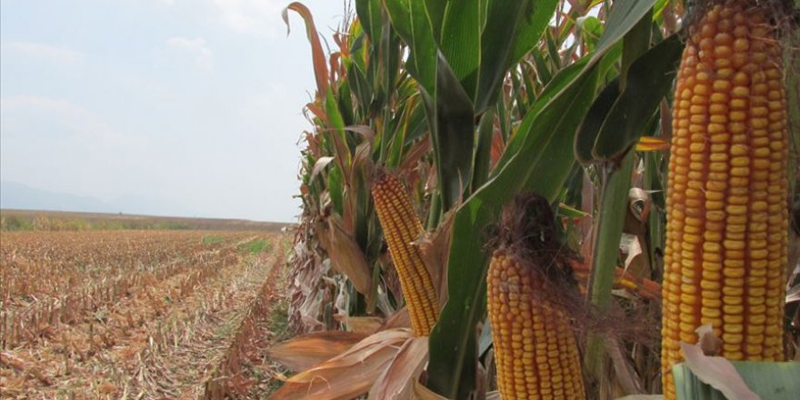 5 yılın en yüksek seviyesini gördü