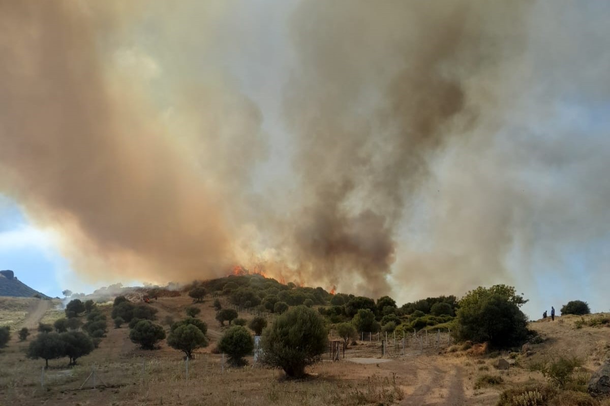 İzmir'de otluk ve zeytinlik alanda yangın