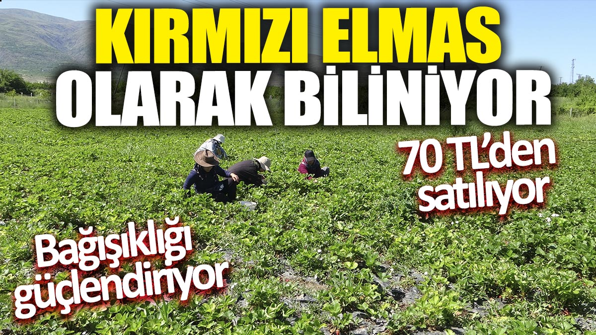 Kırmızı elmas olarak biliniyor! 70 TL'den satılıyor