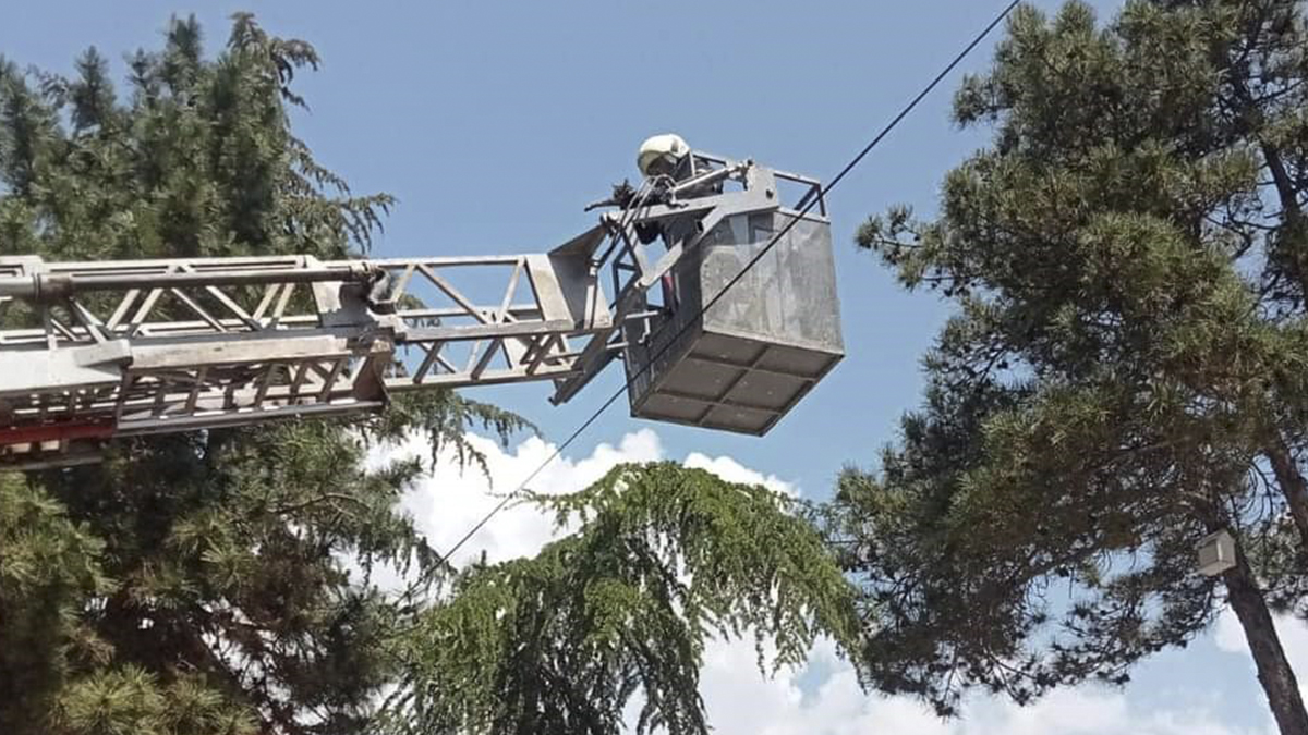 Ağaçta mahsur kalan kedi kurtarıldı