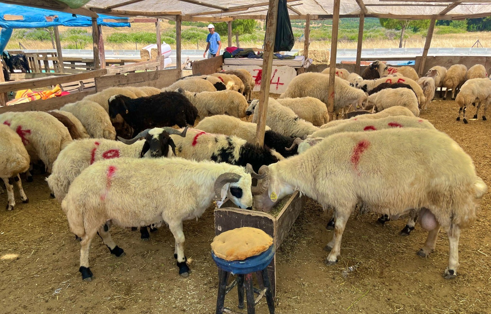 Kurbanlık kesim fiyatları belli oldu