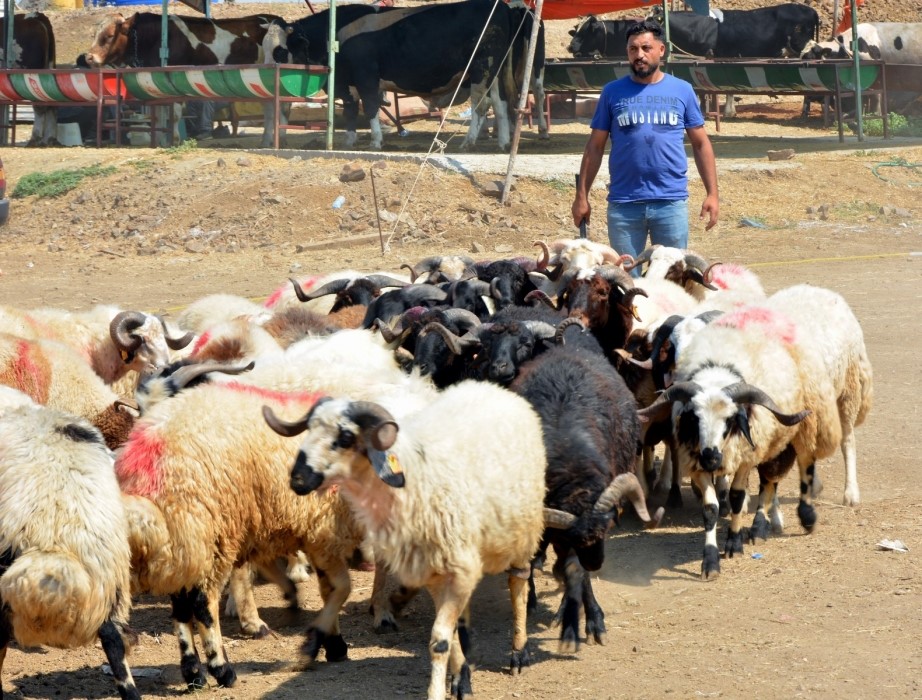 İzmir Aliağa'da kurbanlık kesim fiyatları belli oldu