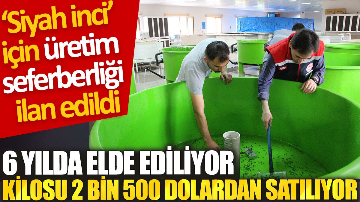 Üretim seferberliği ilan edildi: Kilosu 2 bin 500 dolardan alıcı buluyor