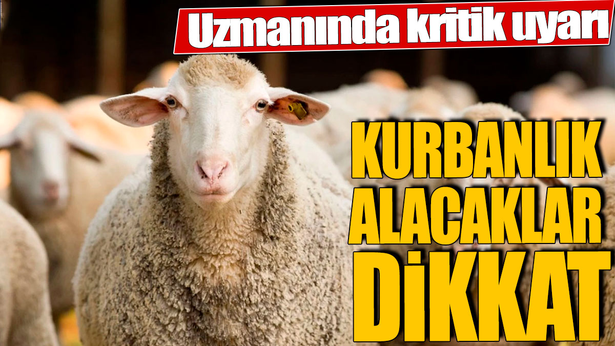 Kurbanlık alacaklar dikkat! Uzmanında kritik uyarı