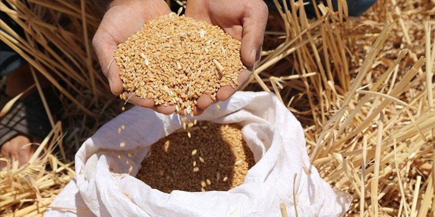 'Türkiye, buğdayda kurak seneler için hazırlık yapmalı'