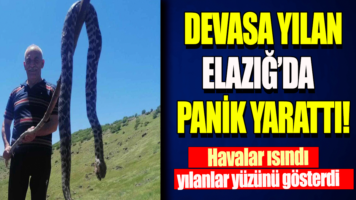 Devasa yılan Elazığ'da panik yarattı: Havalar ısındı, yılanlar yüzünü gösterdi!