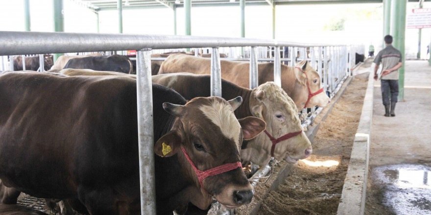 Kızılay kurbanlık ithal ediyor!