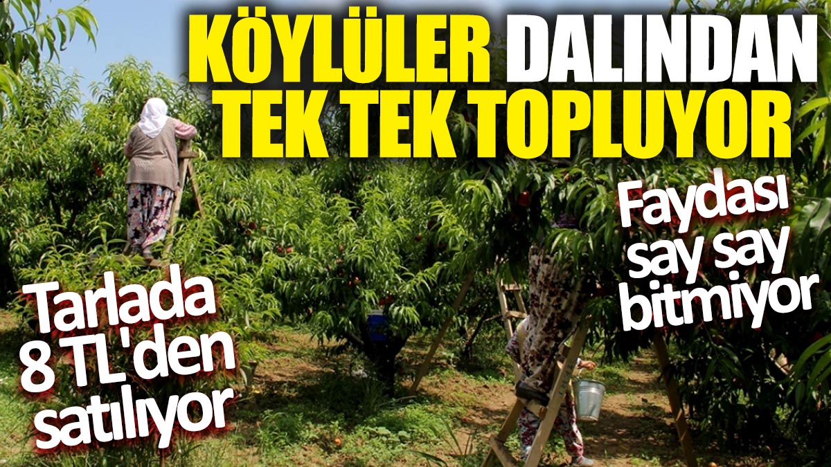 Köylüler dalından tek tek topluyor! Tarlada 8 TL'den satılıyor