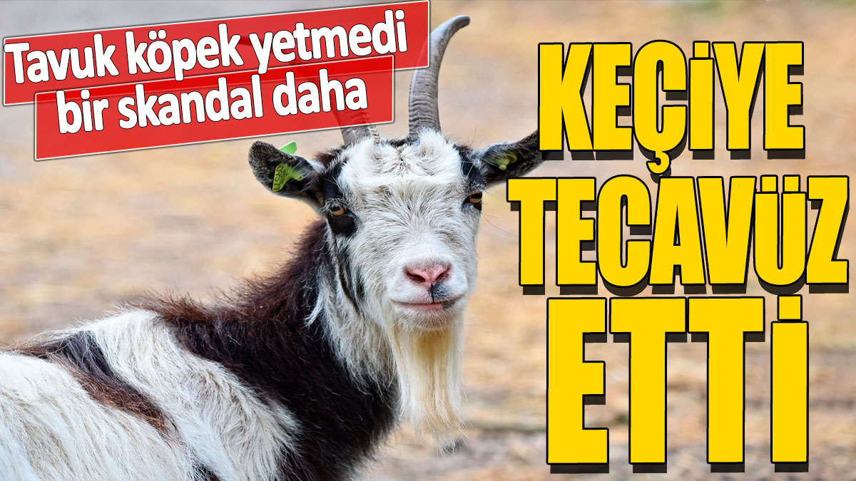 Keçiye tecavüz etti! Tavuk, köpek yetmedi bir skandal daha