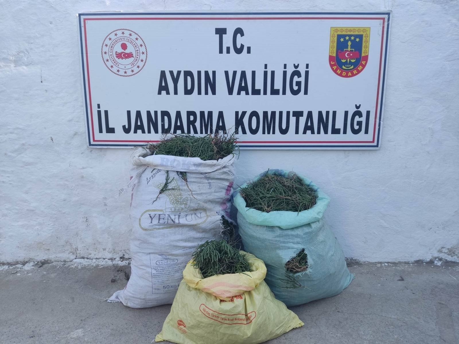 Aydın'da 70 kilogram deniz börülcesi ele geçirildi