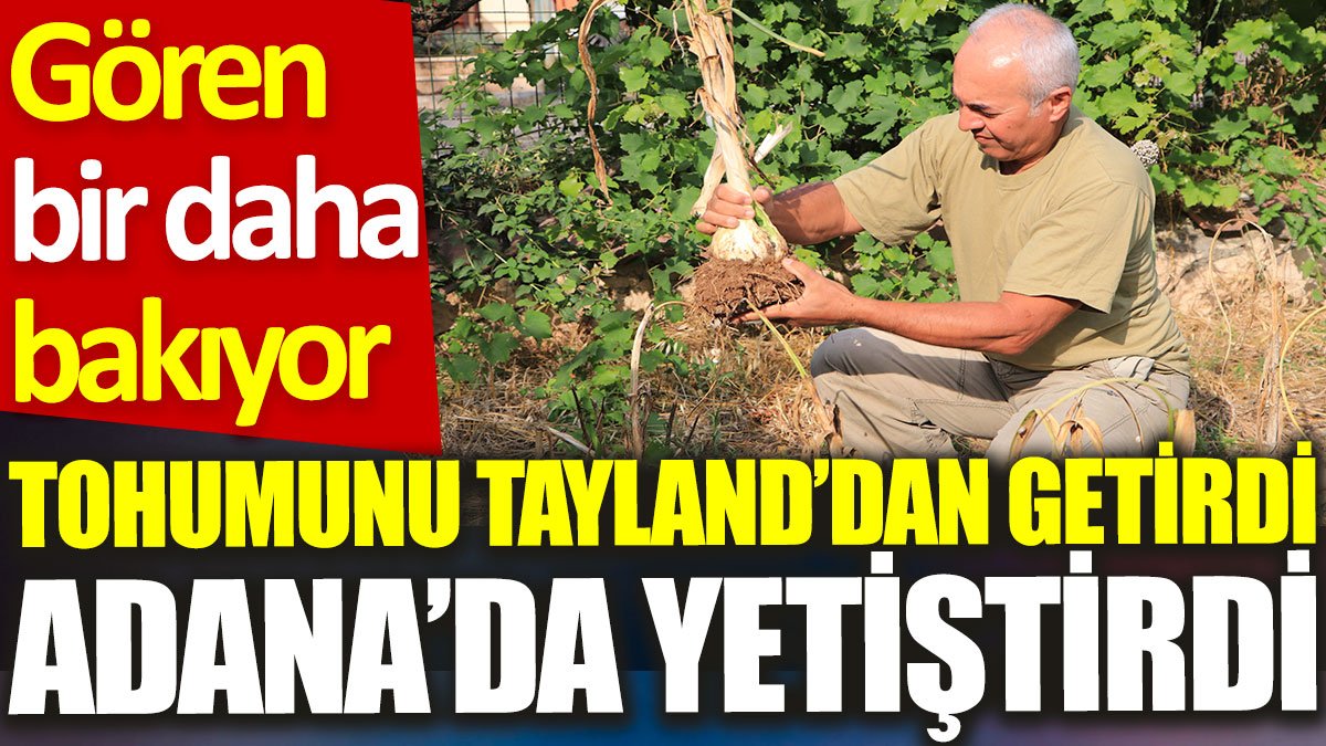 Tohumunu Tayland’dan getirdi, Adana’da yetiştirdi: Gören bir daha bakıyor