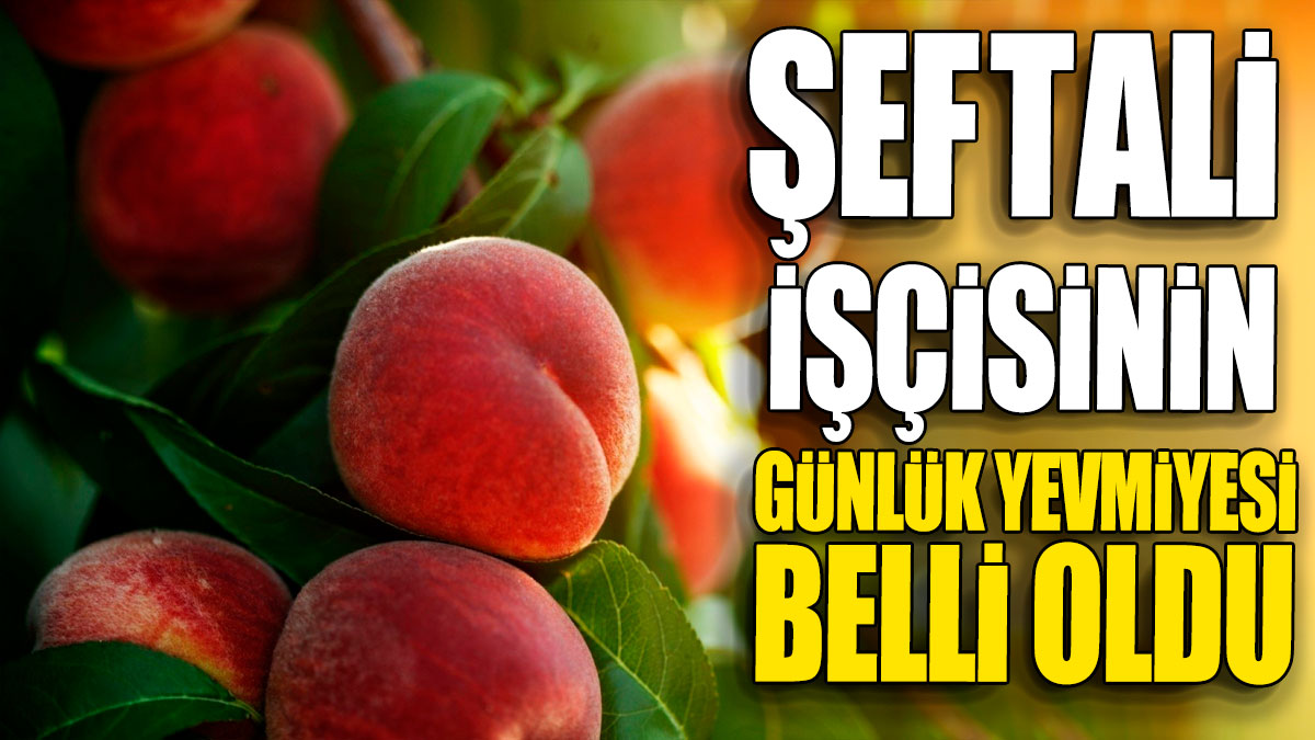 Şeftali işçisinin günlük yevmiyesi belli oldu