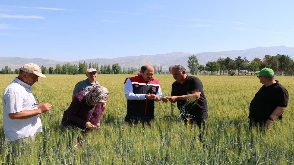 Buğday tarlaları denetleniyor