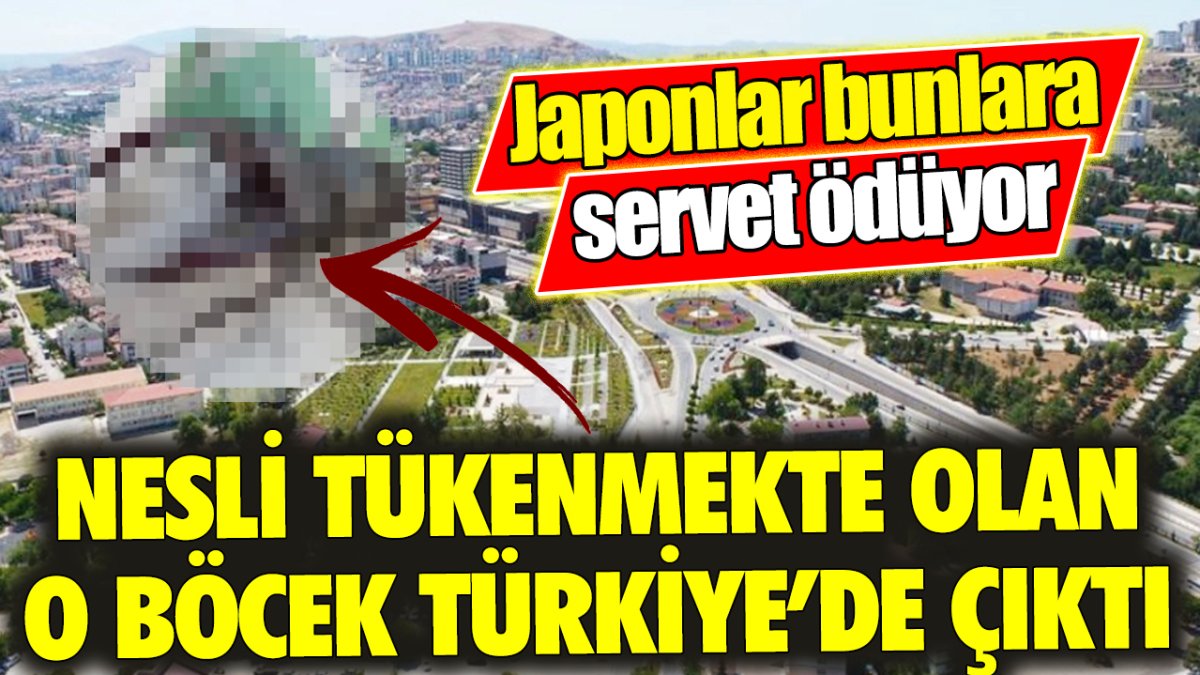 Nesli tükenmekte olan o böcek Türkiye’de çıktı ‘Japonlar bunlara servet ödüyor’