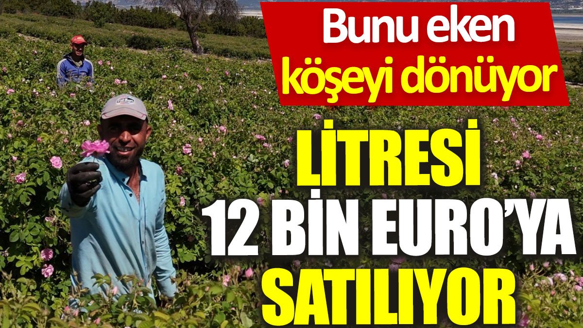 Bunu eken köşeyi dönüyor: Litresi 12 bin Euro'ya satılıyor