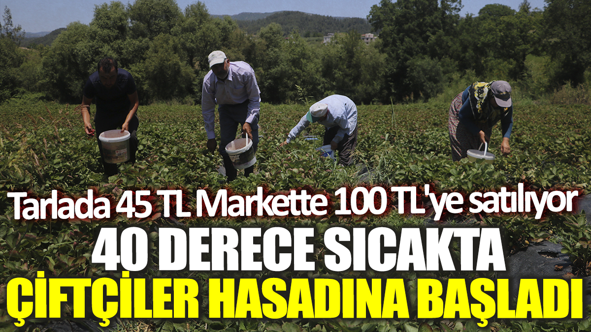 40 derece sıcakta çiftçiler hasadına başladı! Tarlada 45 TL Markette 100 TL'ye satılıyor