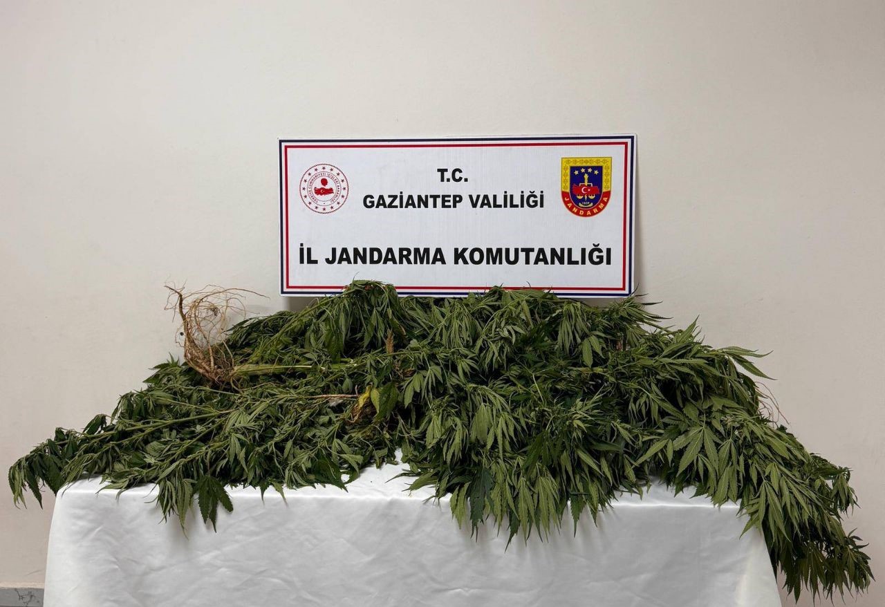 Gaziantep'te yüzlerce kök kenevir bitkisi ele geçirildi: 4 gözlatı