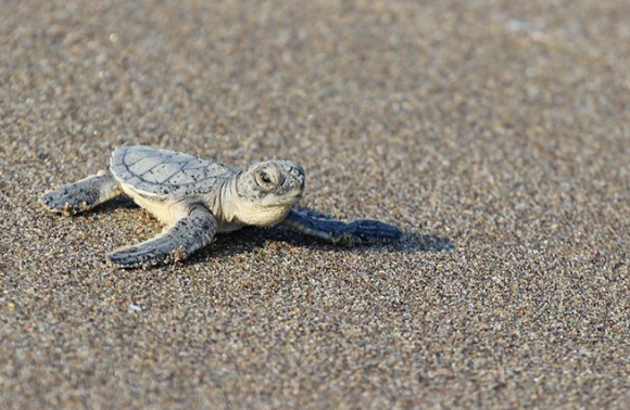 Deniz kaplumbağaları koruma altında