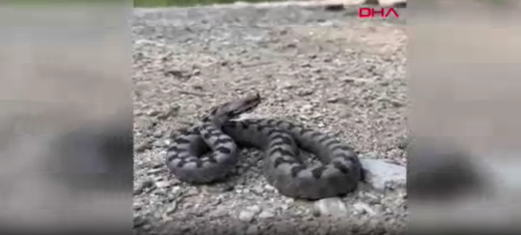 Dünyanın en zehirli yılanı Bolu'da görüldü