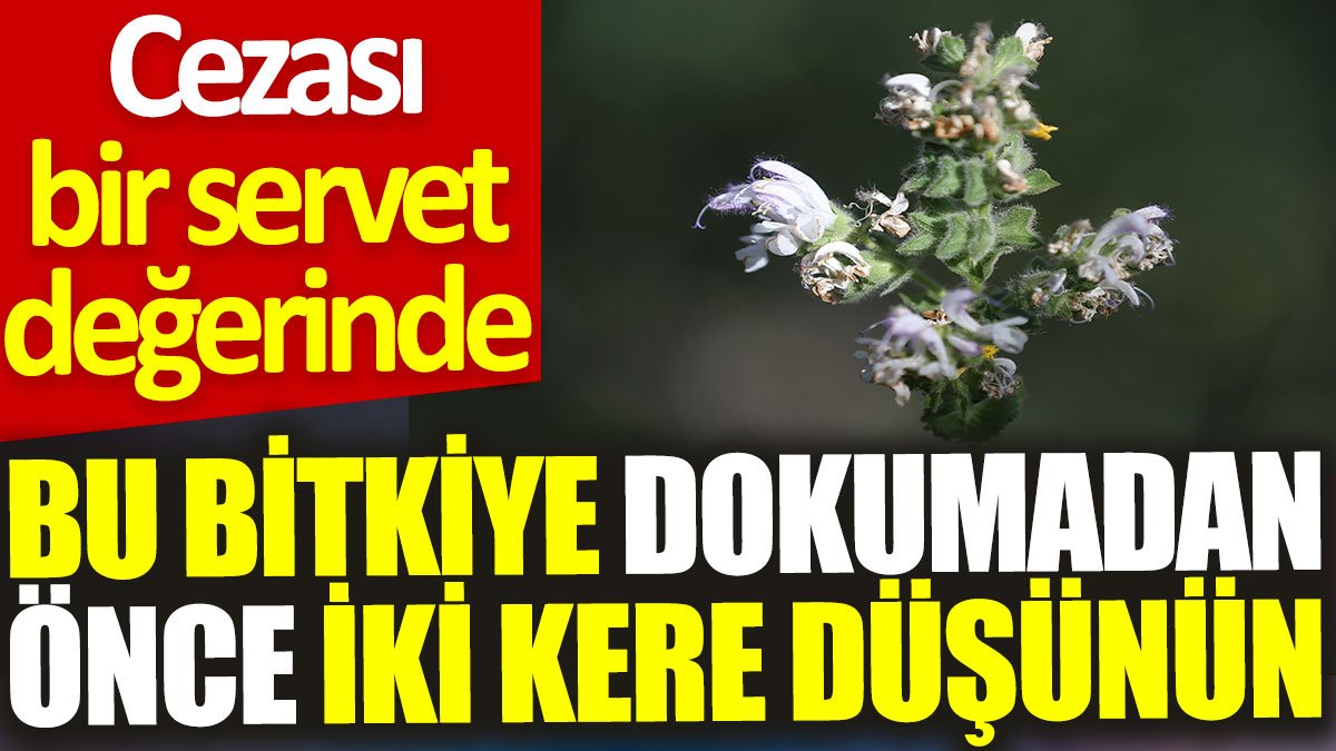 Bu bitkiye dokumadan önce iki kere düşünün: Cezası bir servet değerinde