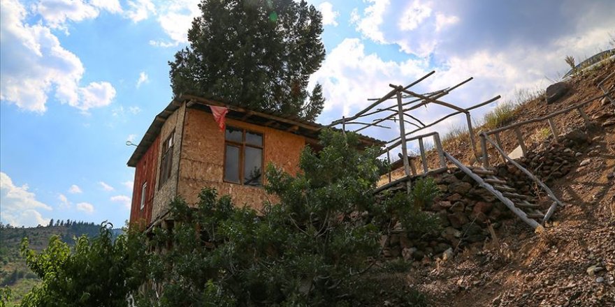 Ardıç gövdesinin etrafına ev yaptı