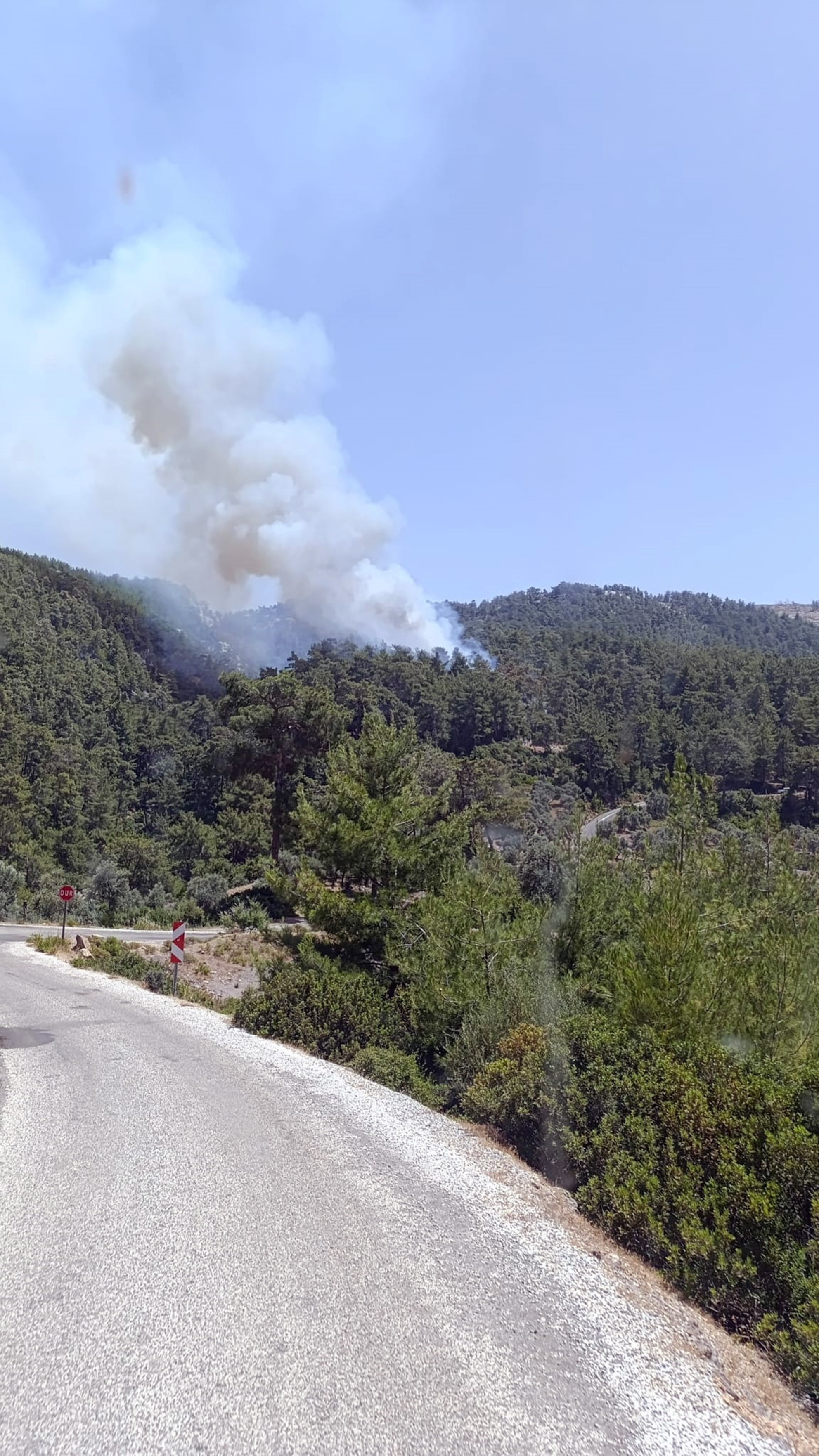 Muğla'da orman yangını