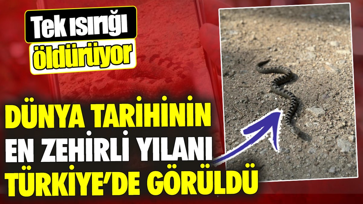 Dünya tarihinin en zehirli yılanı Türkiye’de görüldü ‘Tek ısırığı öldürüyor'