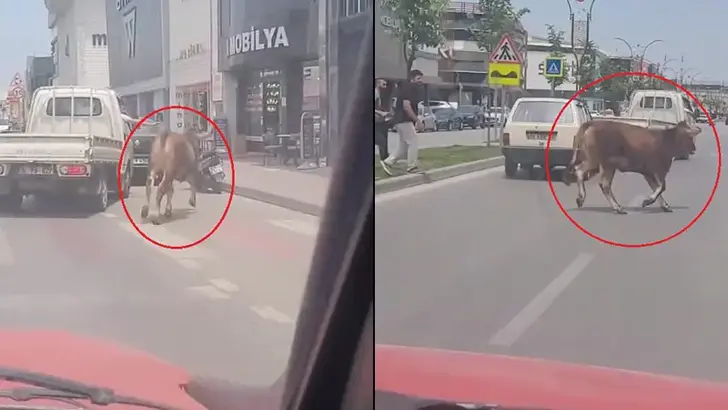 Bursa'da kurbanlık sahibinin elinden kaçıp trafiğe daldı