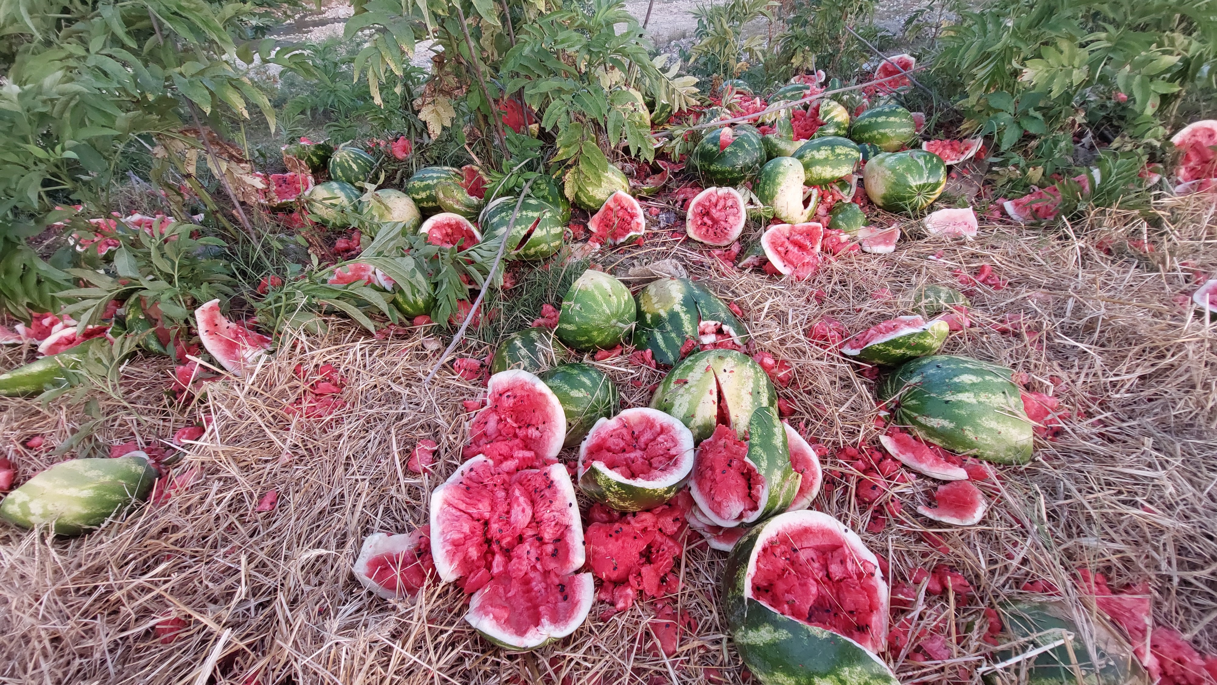 Samsun'da ırmak kenarına karpuz döken firmaya ceza