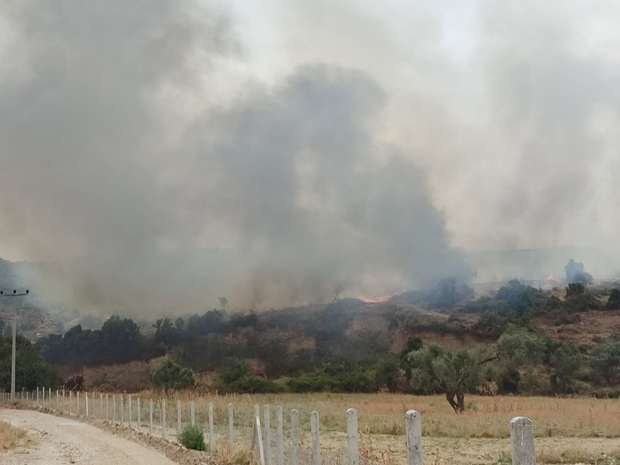 Aydın Didim’de yangın