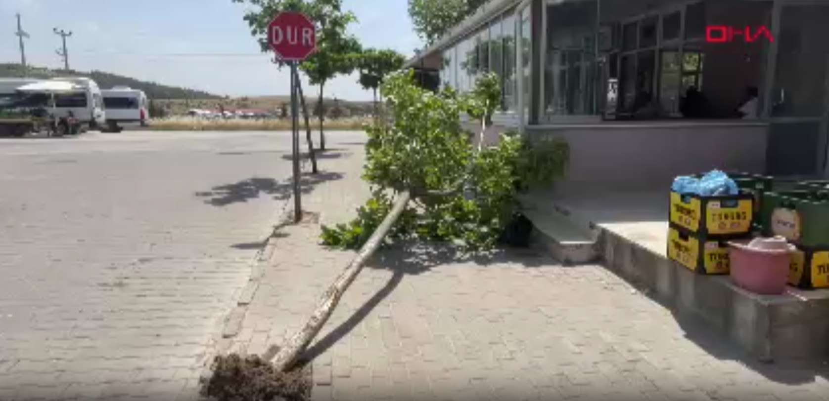 Edirne'de ağaçlar devrildi