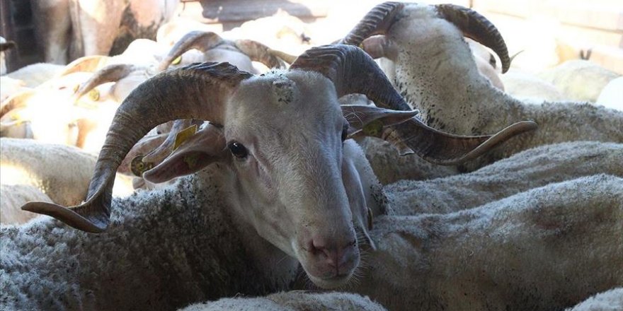 Kurbanlıkların İstanbul'a girişi 27 Temmuz'da başlayacak
