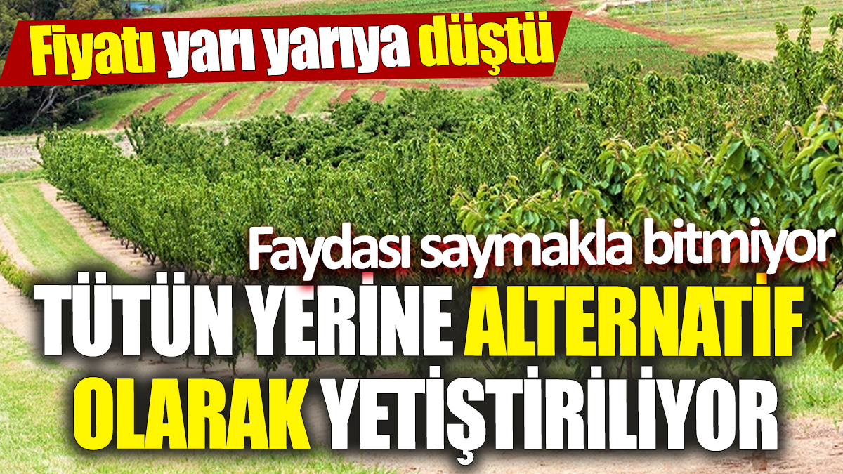 Tütün yerine alternatif olarak yetiştiriliyor ‘Fiyatı yarı yarıya düştü’ Faydası saymakla bitmiyor