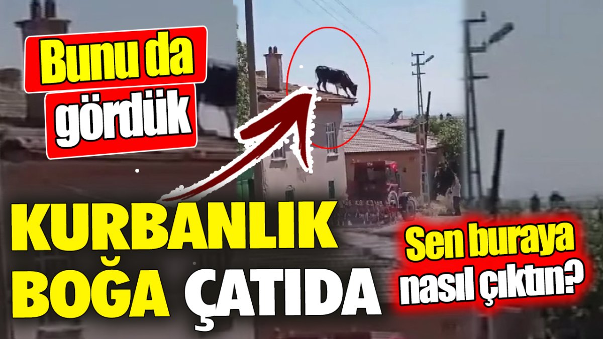 Kurbanlık boğa çatıya çıktı ‘Bunu da gördük’ Sen buraya nasıl çıktın?