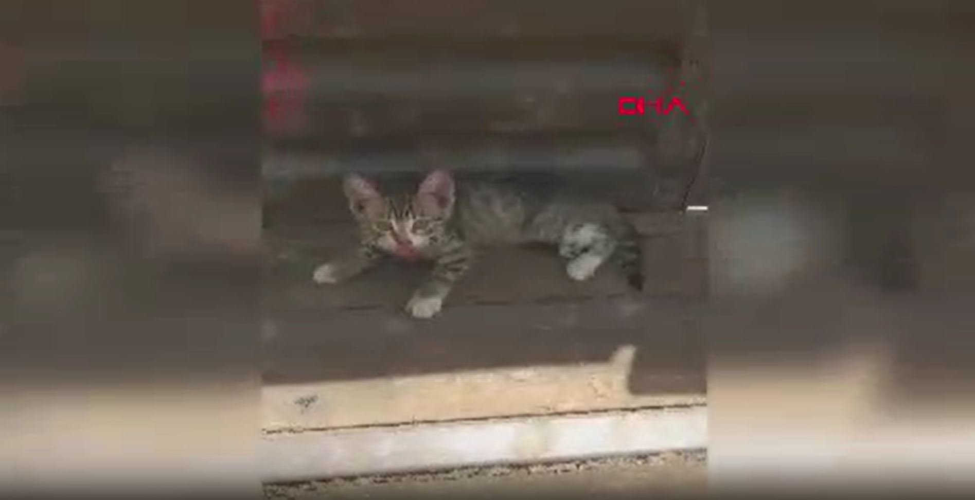 Osmaniye’de kurtardıkları yavru kediye sahiplendiler