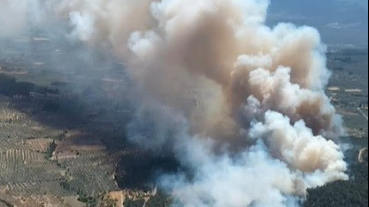 Manisa'da orman yangını