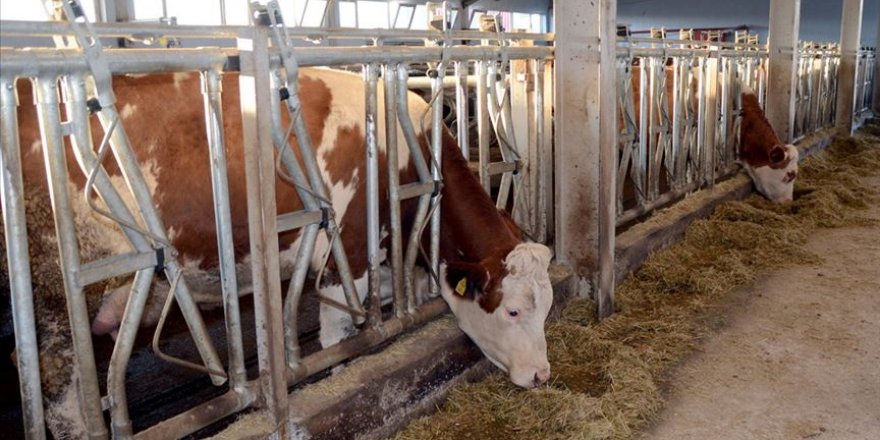 Et ve Süt Kurumu et alım fiyatında artışa gitti
