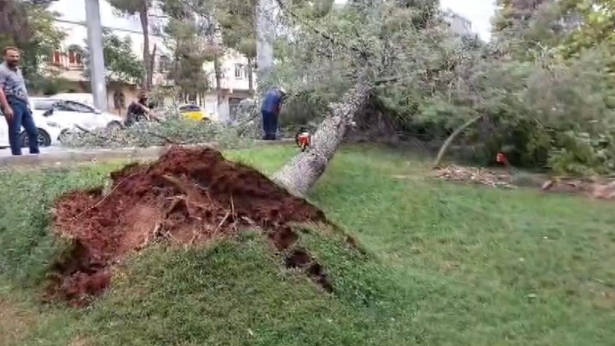 Gaziantep'te fırtına çatıları uçurdu ve ağaçları köklerinden kopardı