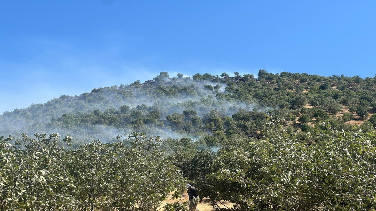 Diyarbakır'da ormanlar alevlere teslim oldu