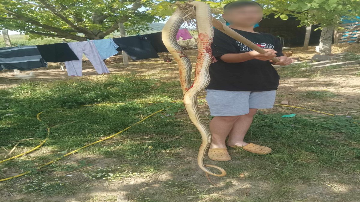 Bursa'da 2 metrelik yılan böyle görüntülendi