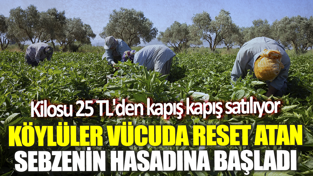 Köylüler vücuda reset atan sebzenin hasadı başladı! Kilosu 25 TL'den kapış kapış satılıyor