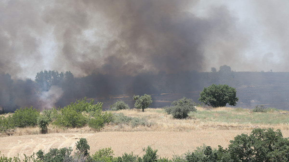 Edirne'de yangın: Orman ve buğday tarlaları küle döndü
