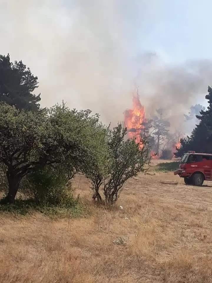 Sinop'ta orman yangını