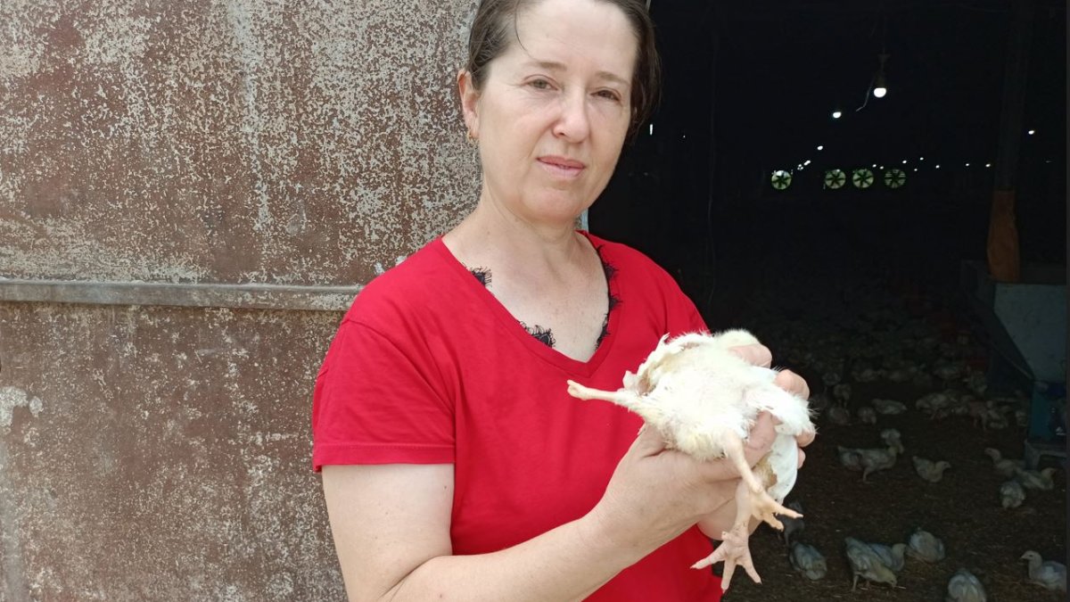 Adana'da şaşırtan olay! Yumurtadan 4 bacaklı civciv çıktı
